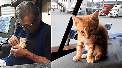 Caminhoneiro viraliza no TikTok por seu carinho com gatos que resgatou.