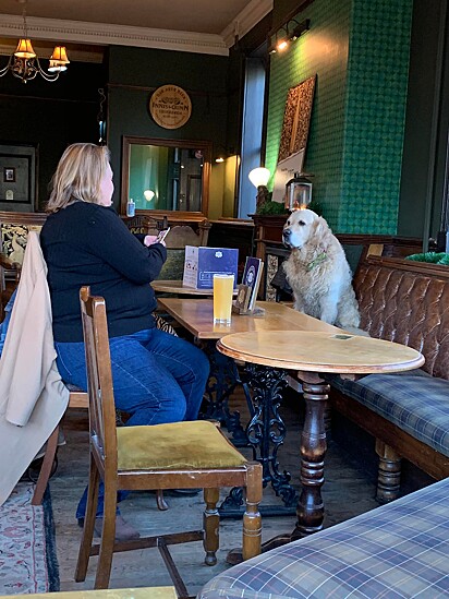 O cachorro está sentado em um banco em frente a mesa de uma desconhecida.