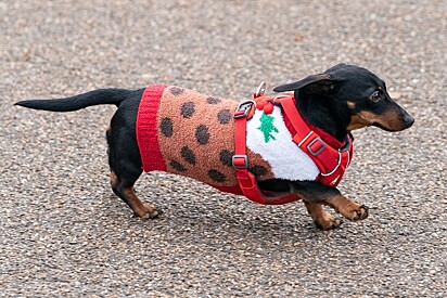 O cão está vestindo um blusão natalino 