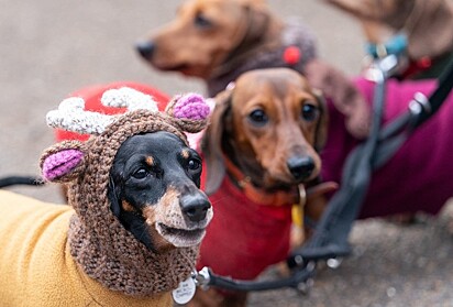 Na foto aparecem três dachshunds fantasiados 