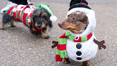 À esquerda, um cachorro salsicha vestido de duende. À direita, outro vestido de boneco de neve.