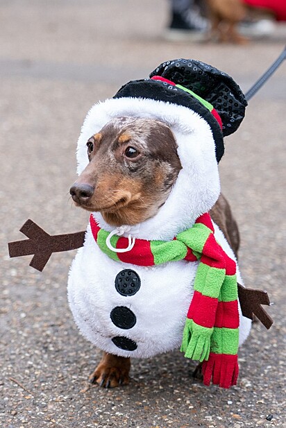 Bruno está vestido de boneco de neve 