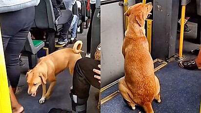 Cachorra caramelo é filmada andando de ônibus no Rio de Janeiro.