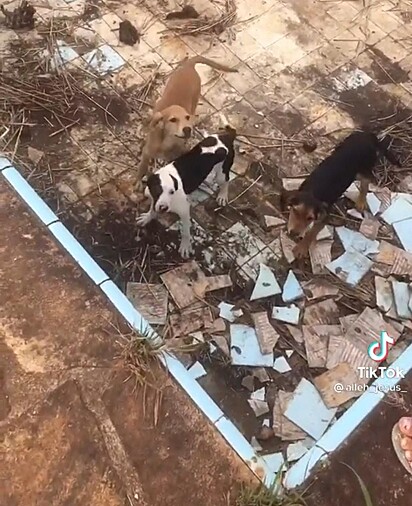 Os três cães dentro da piscina alegres ao serem encontrados.