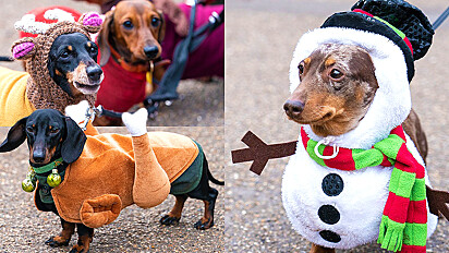 Cachorros da raça dachshund participam de festival com fantasias natalinas.