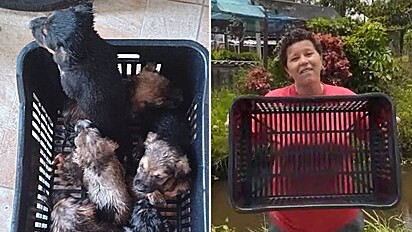 Mulher que entrou em córrego para salvar 9 cães comemora adoções de todos os filhotes.