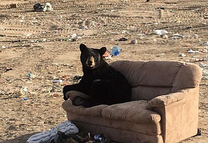 O urso está deitado no sofá em meio ao lixão.