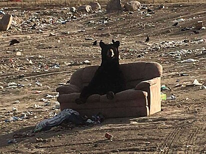 O urso está sentado no meio do sofá de dois lugares com a coluna ereta.
