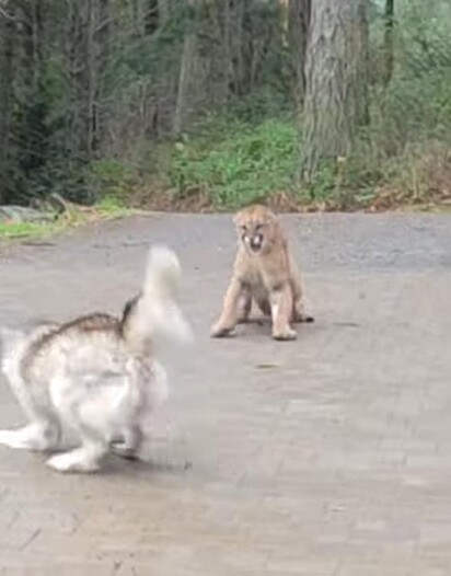 O animal selvagem está rondando a casa quando entra em conflito com a cadela.