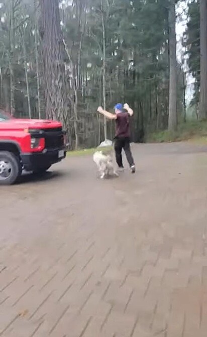 Tutor sai correndo para espantar animal e proteger a segurança da cadela da família