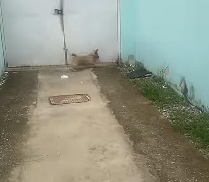 Cachorro tenta chegar até o roedor.