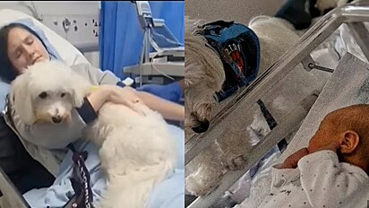 Mulher ganha o direito de levar seu cão terapeuta a hospital para acompanhá-la durante parto.