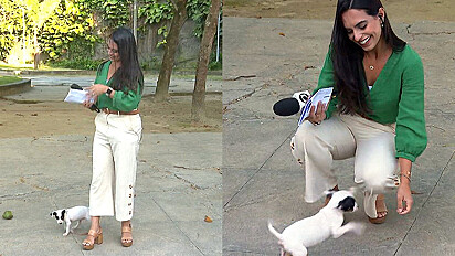 Repórter da Globo é atacada por filhotinho de cachorro ao vivo.