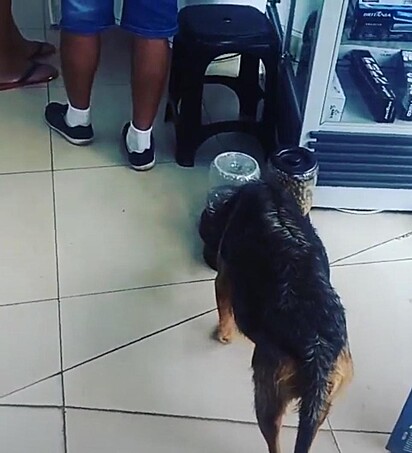 O cachorro está molhado se alimentando dentro da loja.