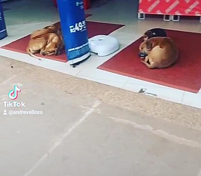 Quatro cães estão deitadas em tapetes na entrada da Americanas.