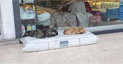 Dois cachorros estão dormindo em cima de um colchão de solteiro.