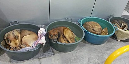 Quatro cães estão deitados dentro de bacias com cobertores.