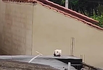 Corpo do gato parece rosto de cachorro em cima do telhado.