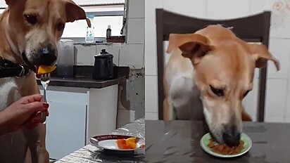 Cachorro fitness que adora comer frutas viraliza no Tik Tok; vídeo 
