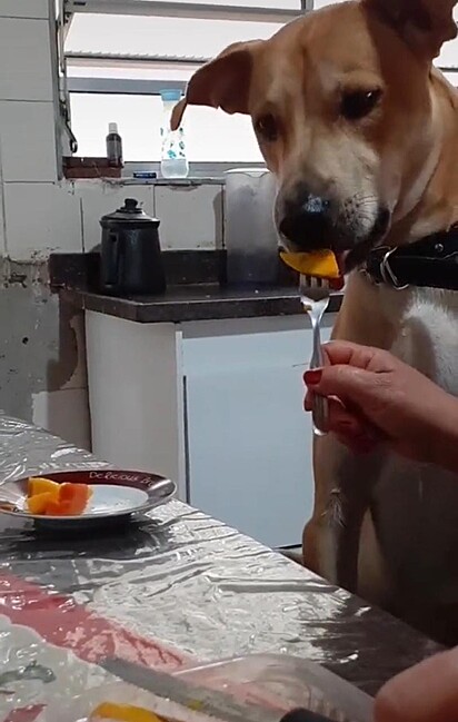 O cão está ganhando um pedaço de manga na boca.