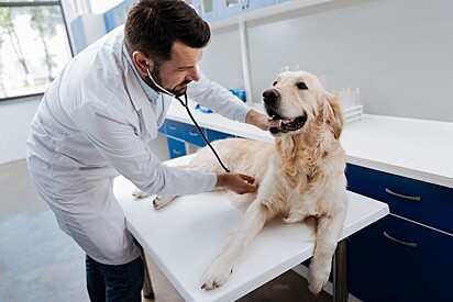Um médico-veterinário está consultando o cachorro