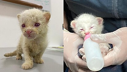 Puma albina foi resgatada na Colômbia.