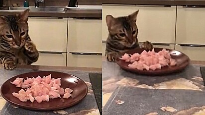 Gato aproxima prato para pegar comida e derruba no chão.