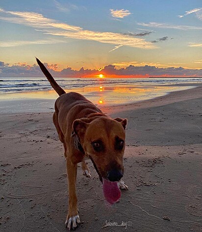 O cão está na praia feliz.