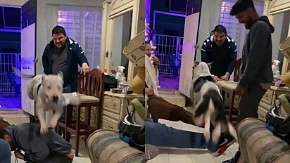 Cachorra voadora: pit bull viraliza após brincar de pular por cima de humanos; vídeo 