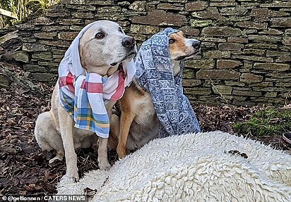 Dois cães estão vestidos de Maria e José