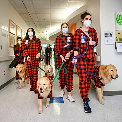 Os cães e os treinadores estão entrando no hospital todos usando o mesmo pijama.