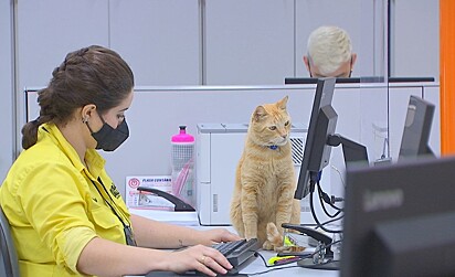 O gato está olhando a tela do computador de uma atendente.