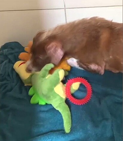 A cachorrinha está cuidando dos brinquedos