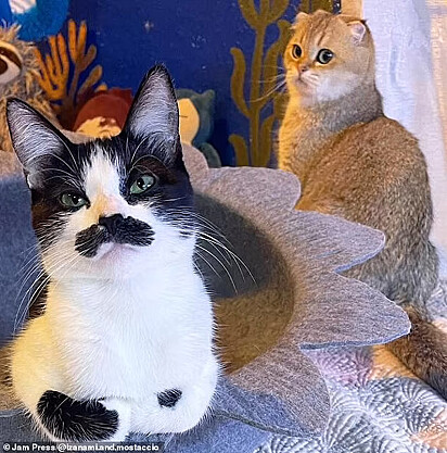 A gata está ao lado da irmã felina que ganhou ao ser adotada.
