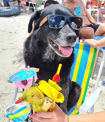 A cadela está de óculos de sol na praia.