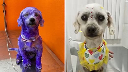 Susy, a cadelinha que foi pintada de tinta roxa se recupera e agora está saudável e com o pelo branco.