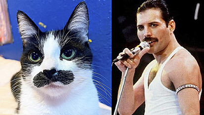 Gata chama a atenção da internet por ter bigode parecido com o do cantor Freddie Mercury.