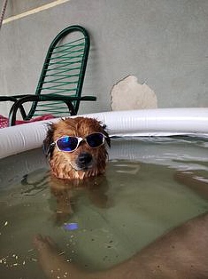 O cão está dentro da piscina
