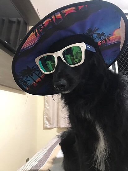 O cachorro está com chapéu e óculos de sol