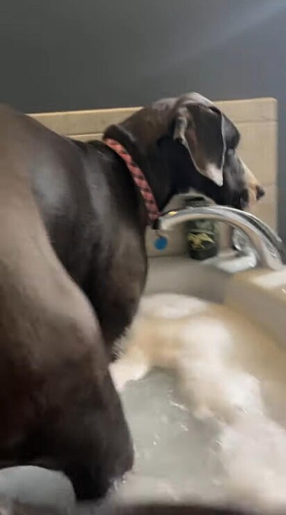 A cachorra está se ajeitando dentro da banheira.