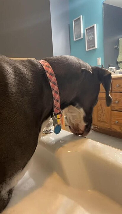 A cadela está lambendo a água da borda da banheira.