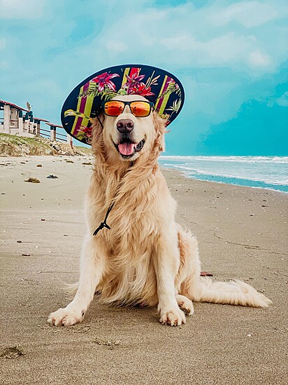 Golden Retriever vestindo chapéu e óculos de sol na praia.