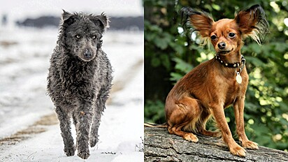 À esquerda cão mudi caminhando na neve e a direita cachorrinha da raça russian toy sentado em um tronco de árvore. 