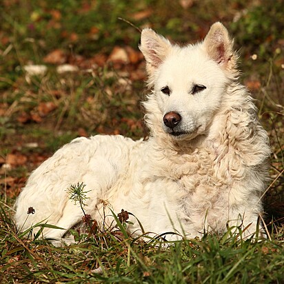 Cachorro Mudi com pelagem branca está deitado na grama.