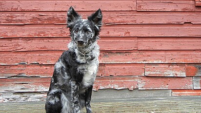 Cão Mudi com pelagem mesclado preto e branco sentado em frente a câmera.