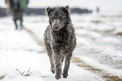 Cão Mudi andando pela neve.