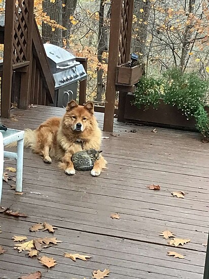 Bailey está cuidando do animal no deck do quintal.