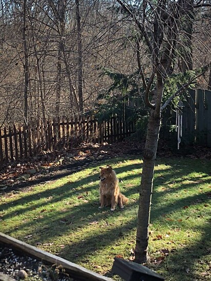 A cadela está sentada na grama no quintal de casa.