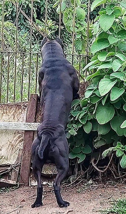 O pit bull está procurando o gato pelo portão.