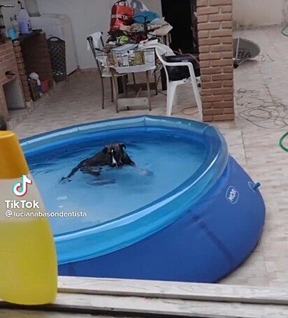 A cachorra está nadando na piscina.
